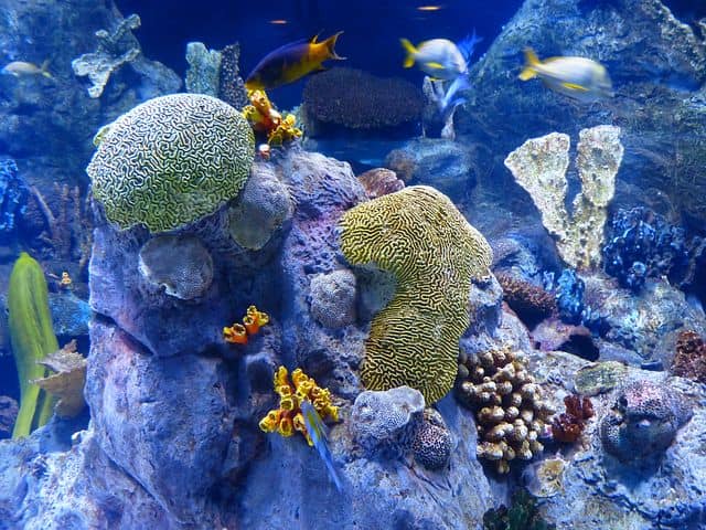Rafa koralowa w Eilacie