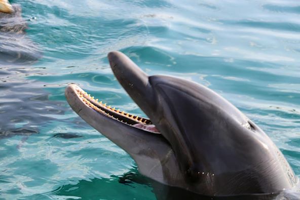 Delfiny w Eilacie
