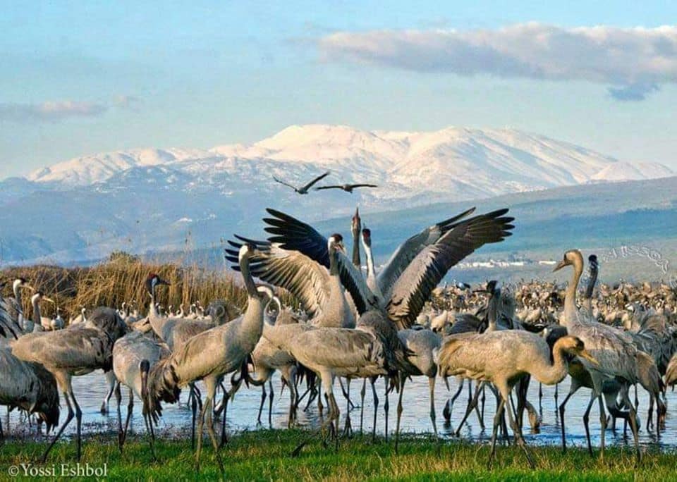Izrael Galilea Agamon Hula ptaki