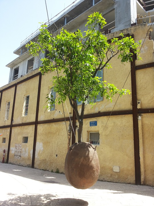 Drzewko pomaranczy Jaffa