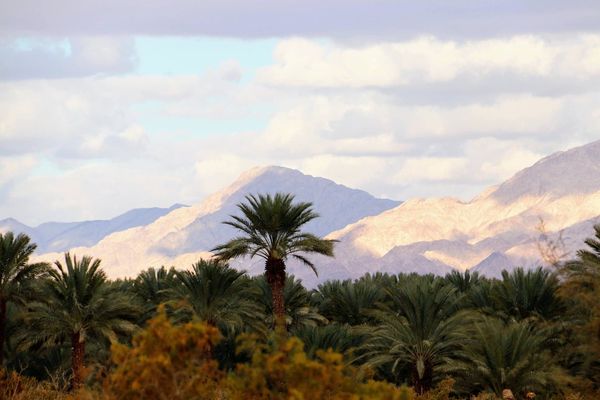 Palma Niedziela Palmowa Izrael